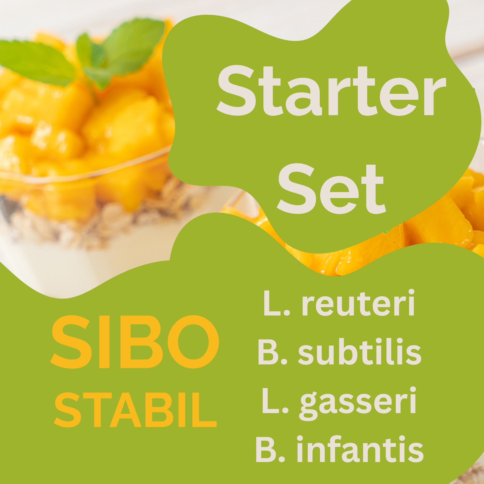 स्टार्टर-सेट „SIBO स्टेबल" | L. रयूटेरी, B. सब्टिलिस, L. गैस्सेरी, B. इन्फैंटिस-योगर्ट