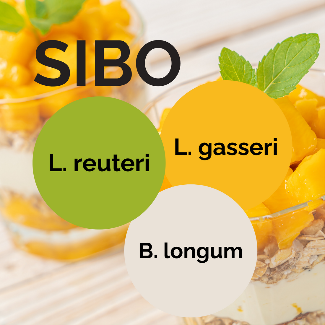 Bauen Sie das Mikrobiom mit verlorenen Arten wieder auf – Mit Joghurt von L. reuteri, L. gasseri und B. longum - SIBO Joghurt